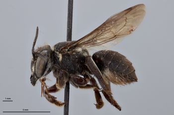 Media type: image;   Entomology 16212 Aspect: habitus lateral view